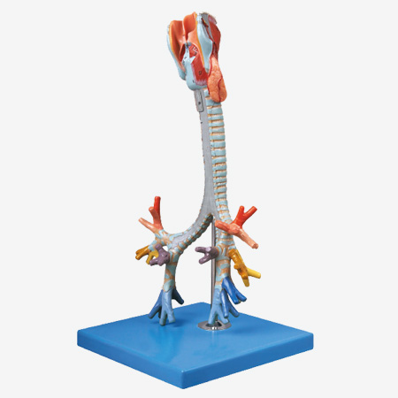 喉与气管、支气管树模型