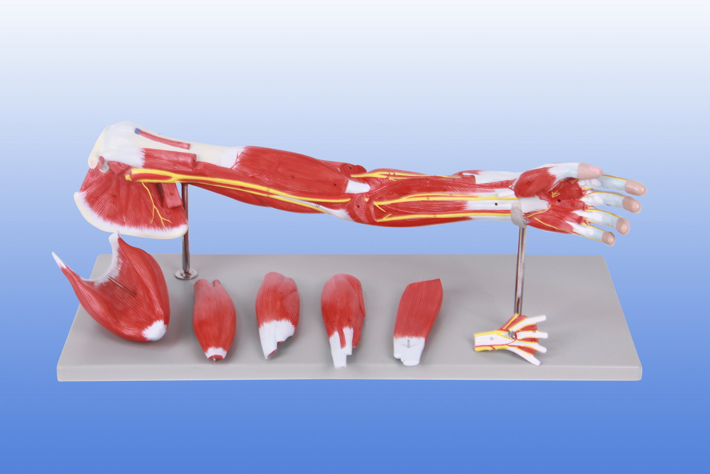 上肢肌肉解剖模型YR-A1106