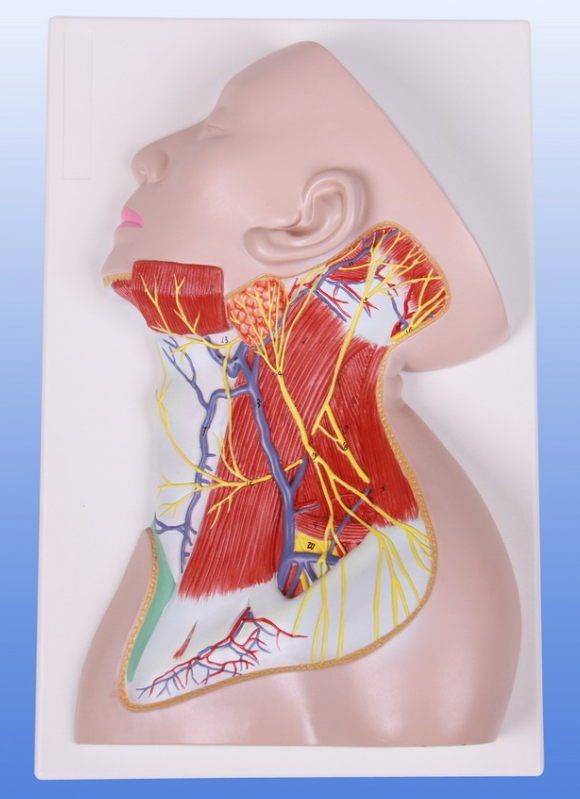 人体颈部局部解剖模型