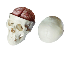 头骨带脑动脉模型