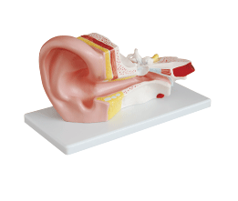 3倍耳解剖模型