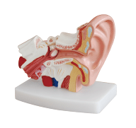 耳解剖放大模型