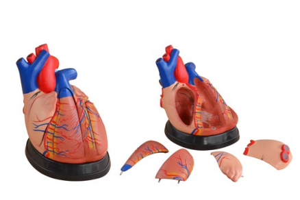 3倍心脏解剖放大模型