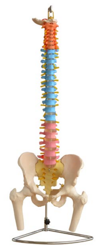 彩色自然大脊椎附骨盆、半腿骨模型