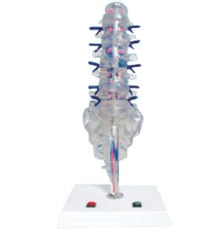 腰骶椎、椎间盘和脊神经电动模型