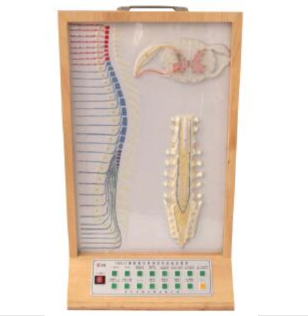 脊柱骨与脊神经关系电动模型