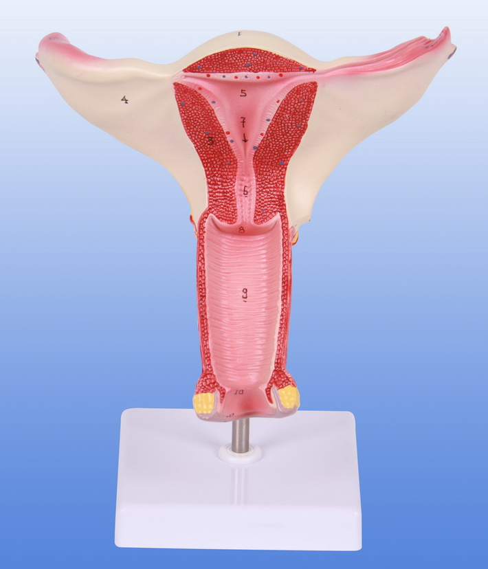 子宫剖面模型