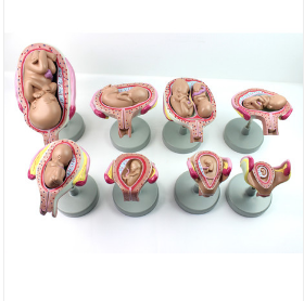 胚胎妊娠发育过程模型8部件
