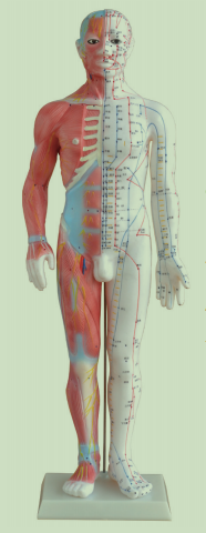 男性针灸模型(带肌肉解剖)60CM