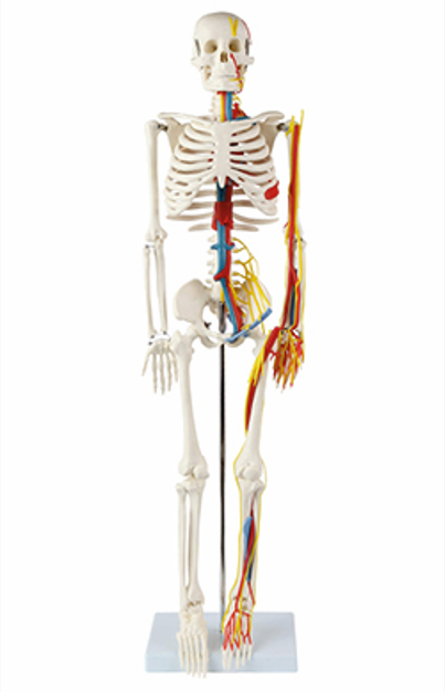 人体骨骼带心脏与血管模型85CM