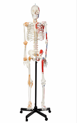 高级人体骨骼附肌肉起止点带韧带模型（标数字