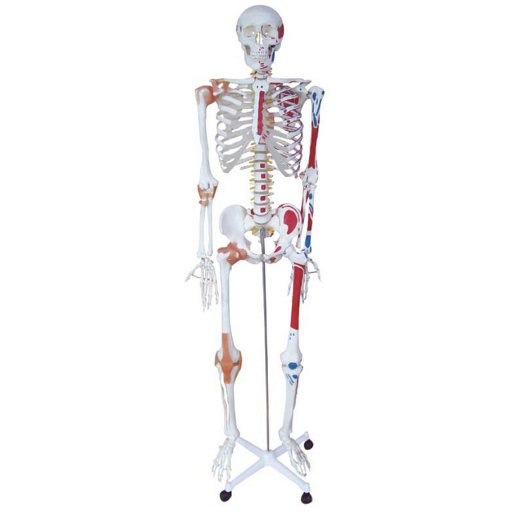 <b>人体骨骼半边肌肉着色半边附肌肉韧带模型</b>