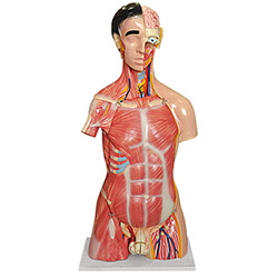两性人体头、颈、躯干附内脏模型(28部件）
