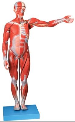 <b>人体全身肌肉解剖模型</b>