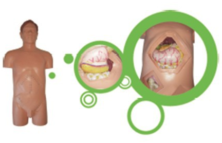 外科手术技能训练全身仿真模型
