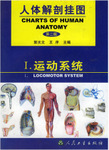 正版人体九大解剖系统挂图