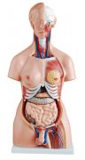 人体两性躯干解剖模型