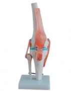 自然大人体膝关节模型