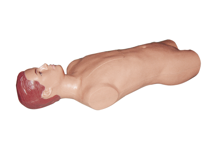 腹腔与股静脉穿刺模型
