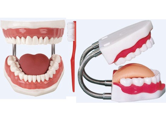 牙护理保健模型（放大5倍）YR-HY
