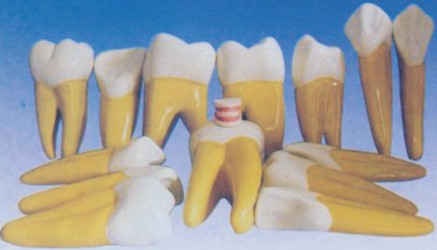 牙放大模型YR-L1034
