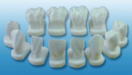 牙体形态模型YR-L1031