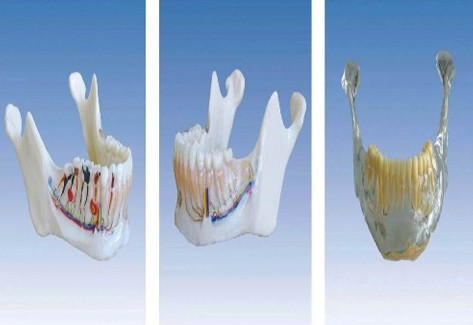 下颌骨解剖模型YR-L1027