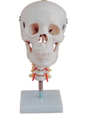 头骨带颈椎模型