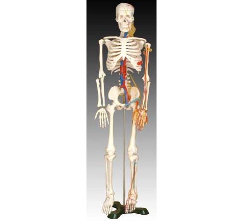 人体骨骼带心脏与血管模型85CM