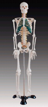 人体骨骼带神经模型(85cm)
