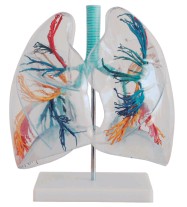 透明肺段YR-A1058