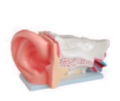 新型大耳解剖模型